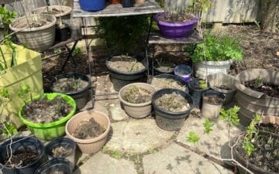 Plant a BRIGHT Garden!