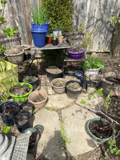 eN.May21.plants2
